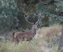 El sorteo de la oferta pública de caza de Extremadura se celebra el miércoles día 2